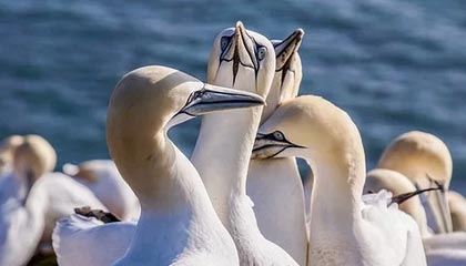 九游网-女子足球亚洲杯预选赛，中国队顺利晋级，女足亚洲杯2022