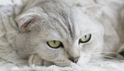 九游网-女子足球亚洲杯预选赛，中国队顺利晋级，女足亚洲杯2022